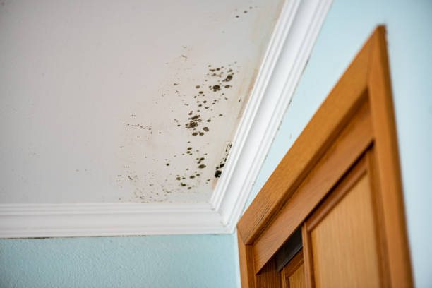 Best Black Mold Remediation in Montevlo, AL