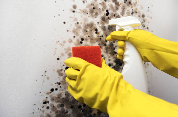 Best Residential Mold Remediation in Montevlo, AL
